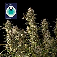 CBDV 1:1 Auto Feminised Seeds