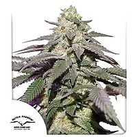 Skywalker Haze Auto Feminised Seeds
