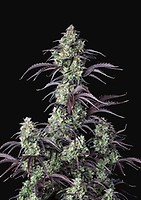 Mimosa Cake Auto Feminised Seeds