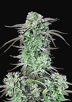 Strawberry Banana Auto Feminised Seeds