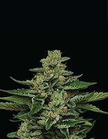 Fortune Cookie Feminised Seeds