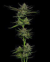 Sour Apple Auto Feminised Seeds