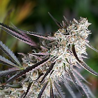 Peanut Butter Breath Fast Feminised Seeds