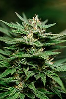 Banana Kush Feminised Seeds