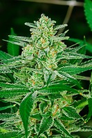 Blue Dream Feminised Seeds