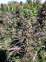 Mendo Candy Fast Feminised Seeds