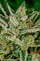 Sour Glue Fast Feminised Seeds