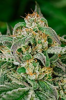 Sugar Cookies Fast Feminised Seeds