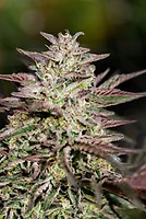 Ice Cream Cake Fast Feminised Seeds