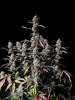 Gorilla Zkittlez Auto Feminised Seeds
