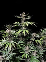 Cherry Cola Auto Feminised Seeds