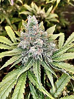 9 Alarm Regular Seeds