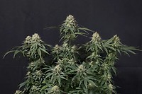 Tropicana Cookies Fast Feminised Seeds