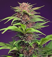 Red Mimosa XL Auto Feminised Seeds