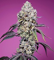 Sweet Mandarine Zkittlez F1 Fast Feminised Seeds