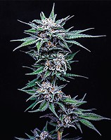 Blueberry Pancakes Feminised Seeds