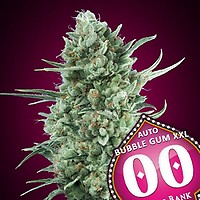 Bubble Gum XXL Auto Feminised Seeds