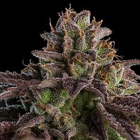 Kmintz Auto Feminised Seeds