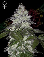 Milky Dreams Feminised Seeds