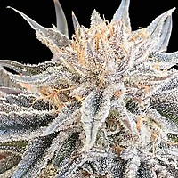 Alaskan Do-Si-Dos Feminised Seeds