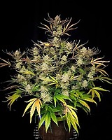 Apple Strudel Auto Feminised Seeds