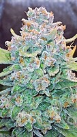 Papaya Cookies Auto Feminised Seeds