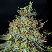 Picante Feminised Seeds