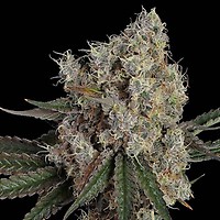 Another Level Feminised Seeds