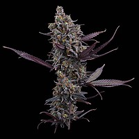 Cinderella Pineapple Feminised Seeds