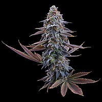 G13 Genius Feminised Seeds