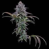 Grimm Glue Feminised Seeds
