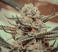 Killer Queen Feminised Seeds