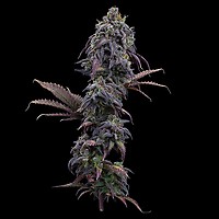 Princess Haze Feminised Seeds