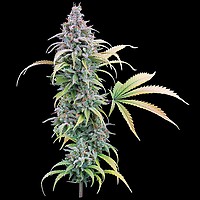 Thai Herer 99 Feminised Seeds