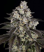 Trainwreck Feminised Seeds