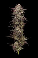 Chicken n' Wafflez Feminised Seeds