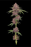 Purpz Feminised Seeds