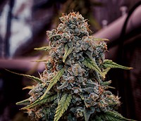 Genius Juice Feminised Seeds