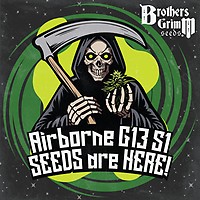 Airborne G13 S1 Feminised Seeds