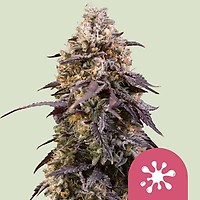Sticky Queen Feminised Seeds