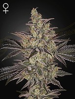 Frosted Guava Auto Feminised Seeds