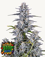 Super Boof Auto Feminised Seeds