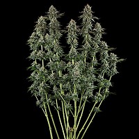 Sour Diesel Feminised Seeds