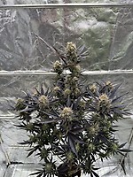 Guava RF3 Auto Feminised Seeds