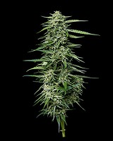 Blueberry Honey Feminised Seeds