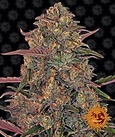 Pineapple Chunk Feminised Seeds