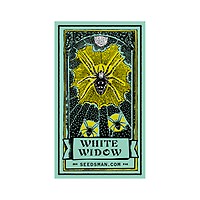 White Widow Regular Seeds