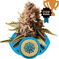Euphoria CBD Feminised Seeds