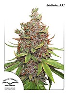 Glueberry O.G. Auto Feminised Seeds