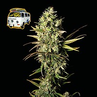 The White OG Feminised Seeds